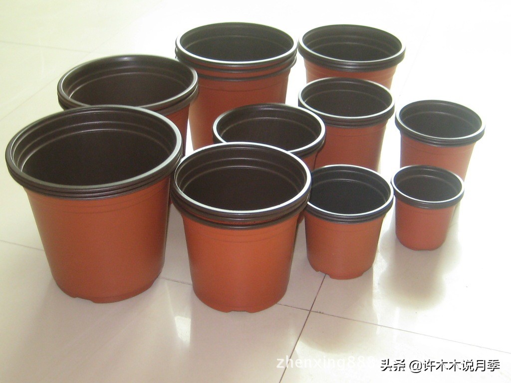 月季扦插发芽又枯萎是什么原因,月季扦插成活后移植的正确方法