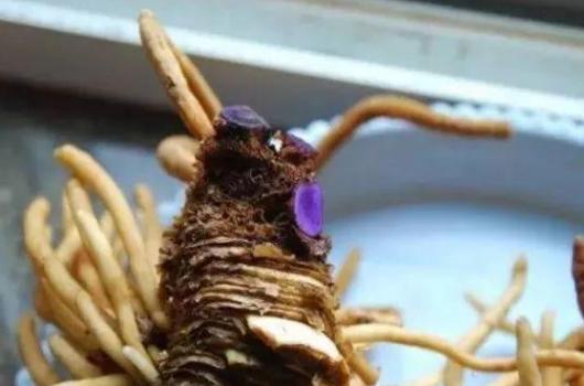 盆栽过期药片怎么处理,怎么用过期药片种花