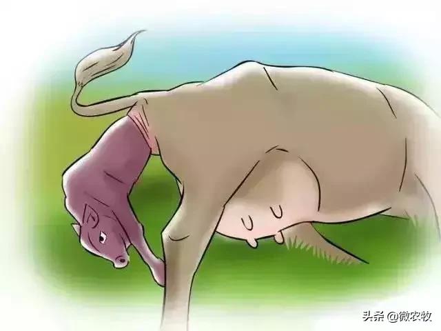 母牛分娩过程分为哪三个时期,母牛从怀孕到分娩用多长时间