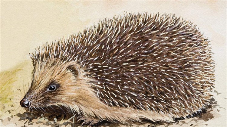 非洲迷你刺猬眼睛疾病,刺猬的症状