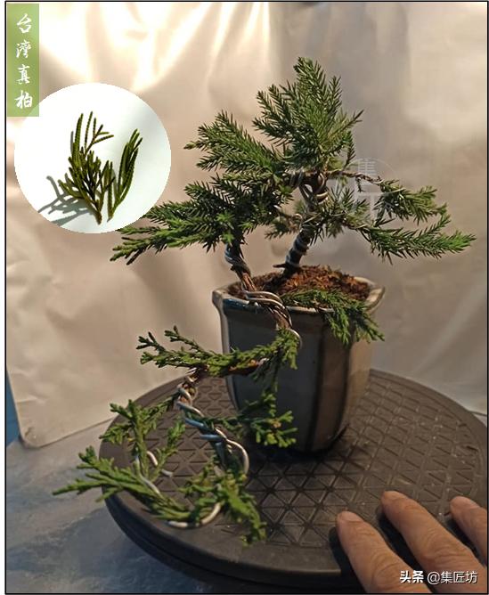 真柏出现针叶干枯失去光泽,济州真柏针叶发白不绿干瘪怎么办