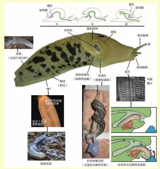 鼻涕虫会长什么样,鼻涕虫最有可能藏在哪里