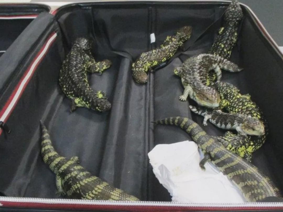 澳洲入境被遣返流程,澳洲三年不准入境禁令怎么解除