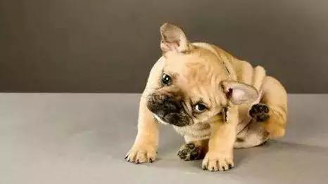 毒狗最新事件,毒狗事件需要哪些证据