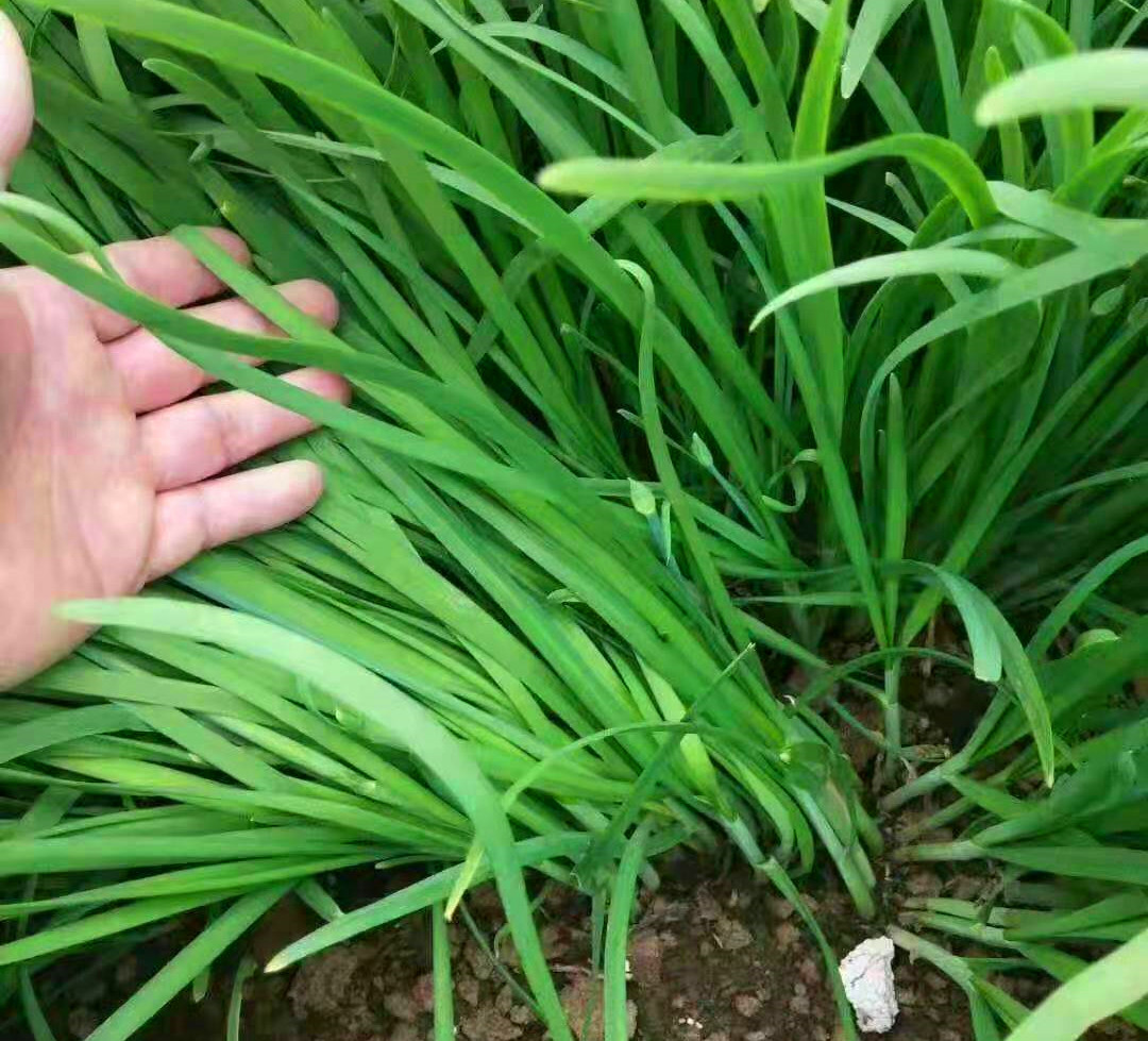 农村自家种的青菜无公害不打药,种青菜不长虫子