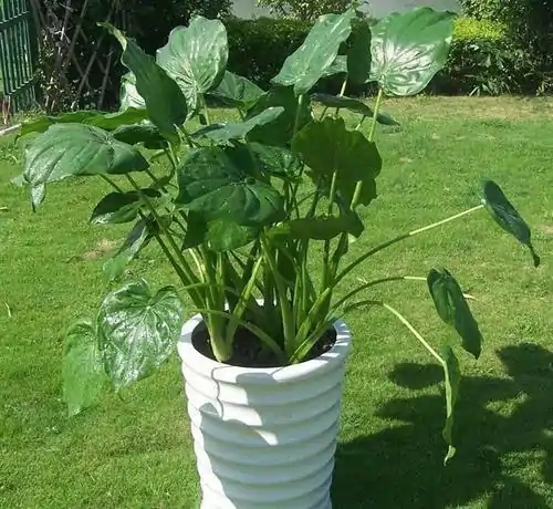 10种最毒花卉,20种大毒花