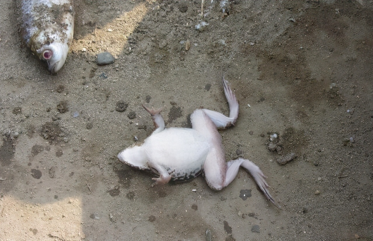 真正的癞蛤蟆是什么样子的,小时候常见的癞蛤蟆