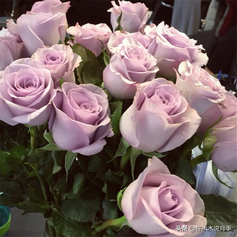 花店玫瑰自己可以种吗?玫瑰种植手册在此,情人节别浪费钱买花了