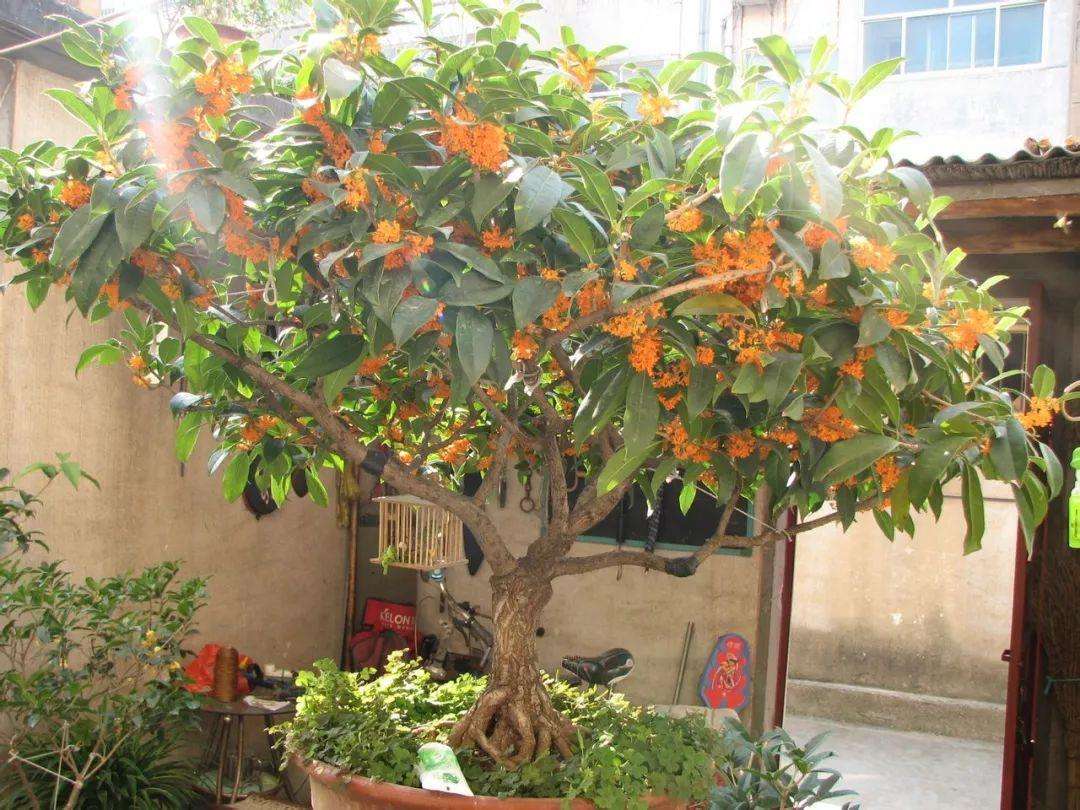 小院种树的位置和风水,种5棵树寓意