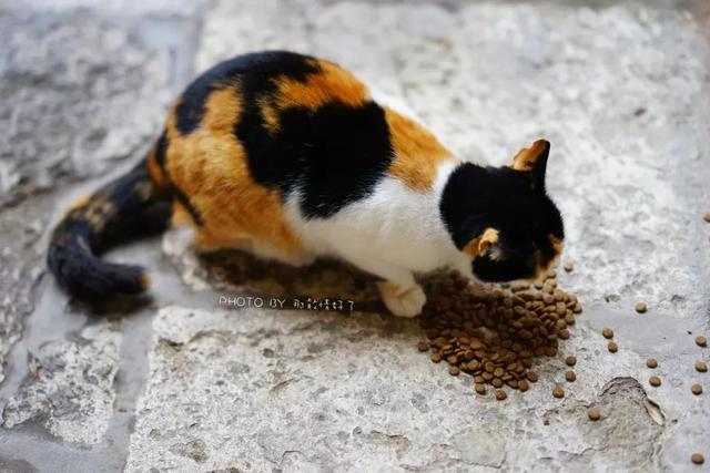 土耳其航班免费一日游,土耳其航空免费一日游