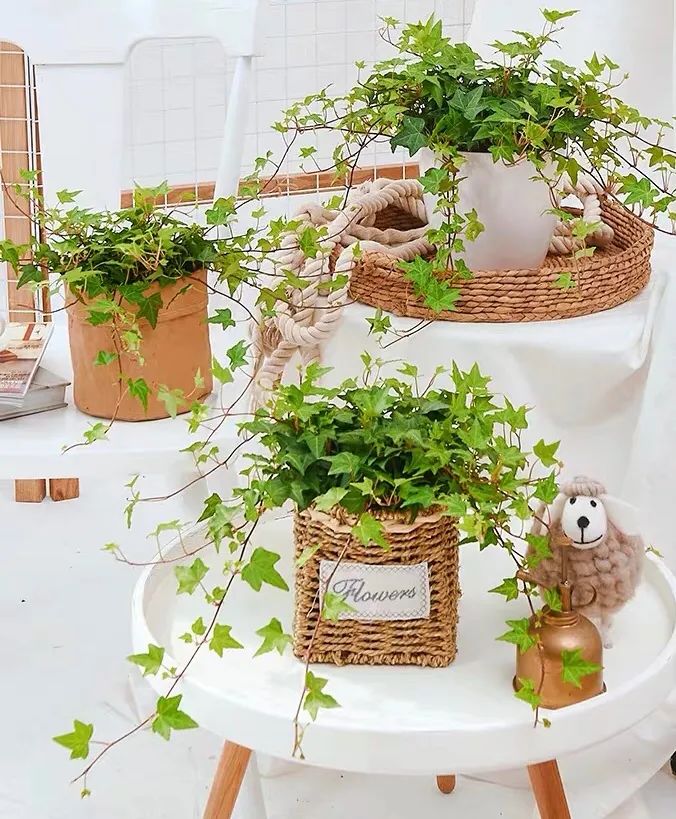常春藤哪种适合盆栽好看,室内常春藤的养殖方法和注意事项