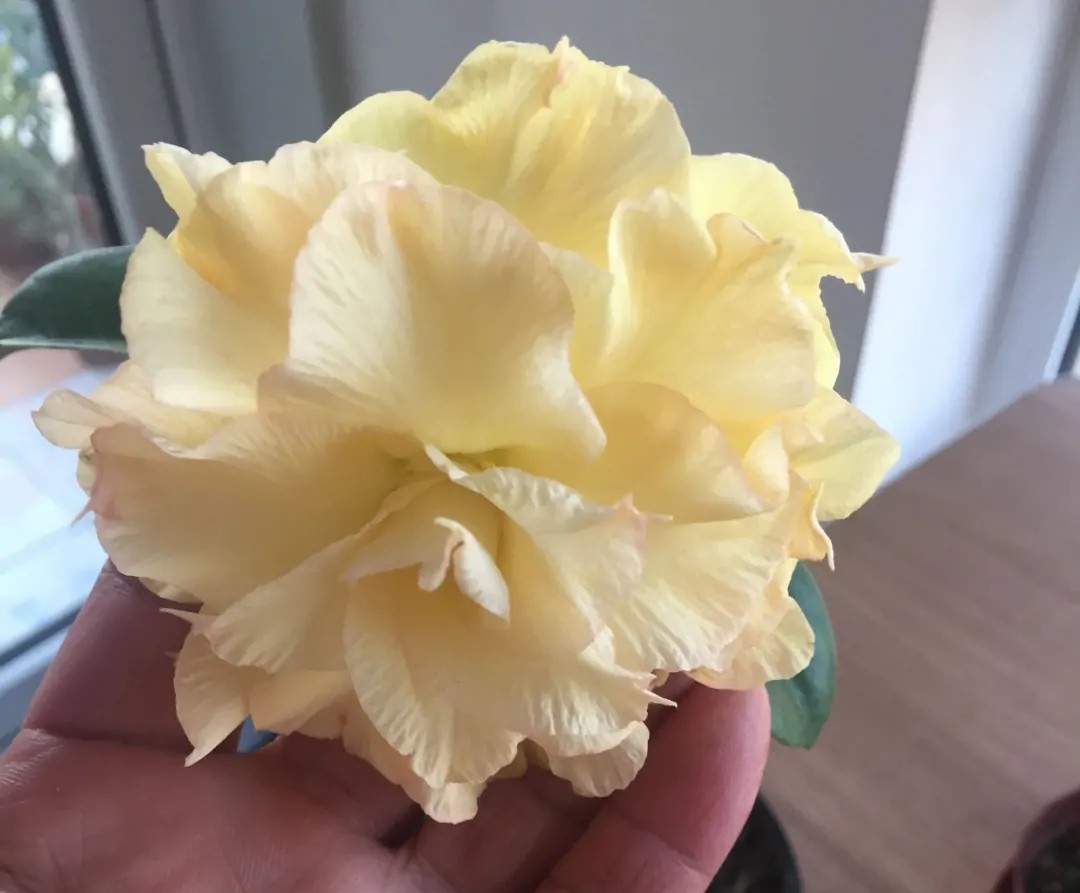 84个沙漠玫瑰品种，收起来慢慢看，待到来年春天选几种喜欢的养