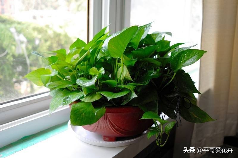 绿萝叶片发黄应该怎么治,绿萝叶片发黄是怎么回事儿