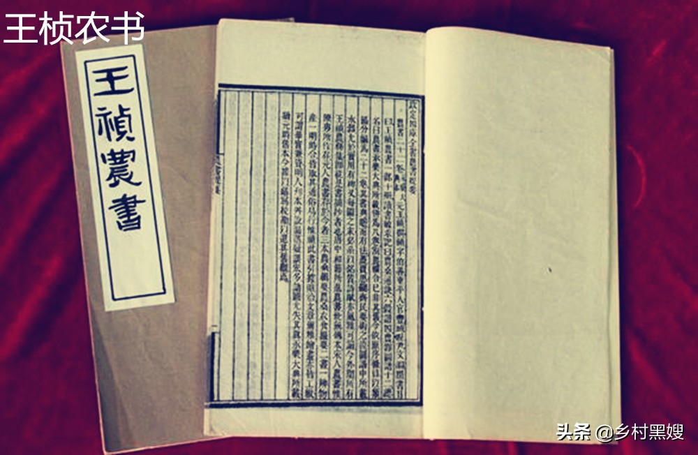 红枣的成长历程,红枣原来是什么样的