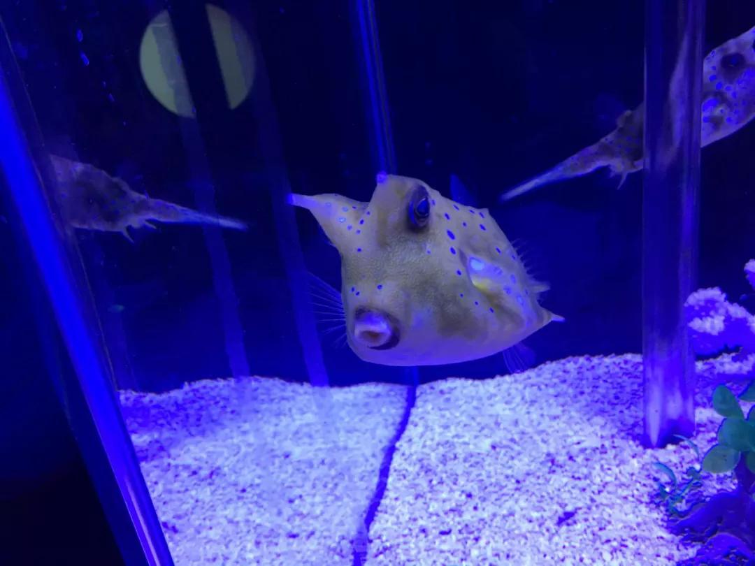 海洋馆奇妙夜,海洋馆探索海洋世界