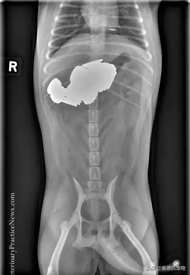 英斗不爱动正常吗,英斗懒得不想出门