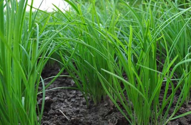 如何治韭菜韭蛆,韭菜韭蛆的防治