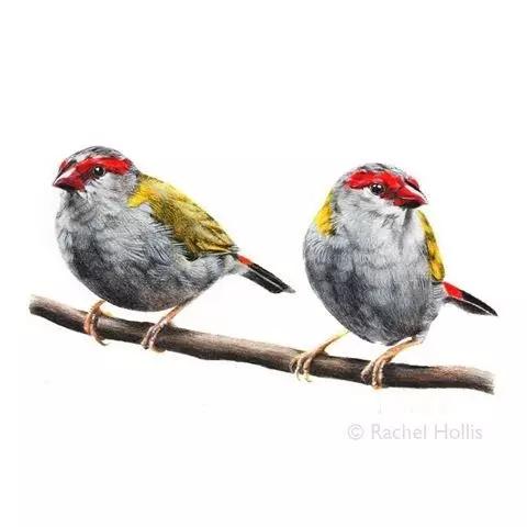 画鸟彩铅教程,画鸟彩铅