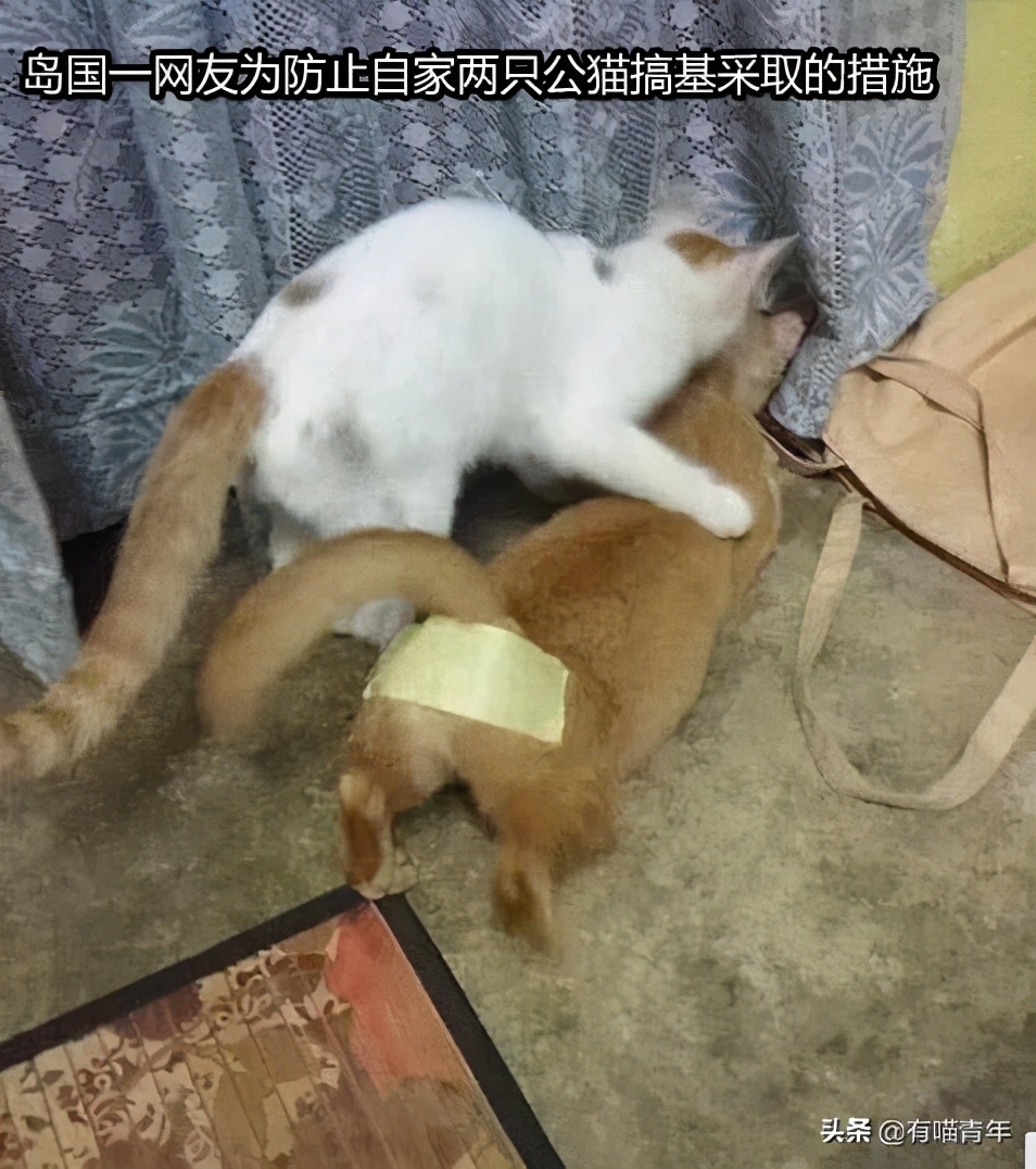 猫咪在啪啪啪的时候,究竟爽不爽?