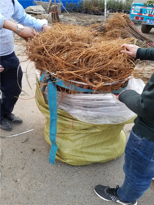 亚当柿无花果苗,亚当无花果就是蓬莱柿吗