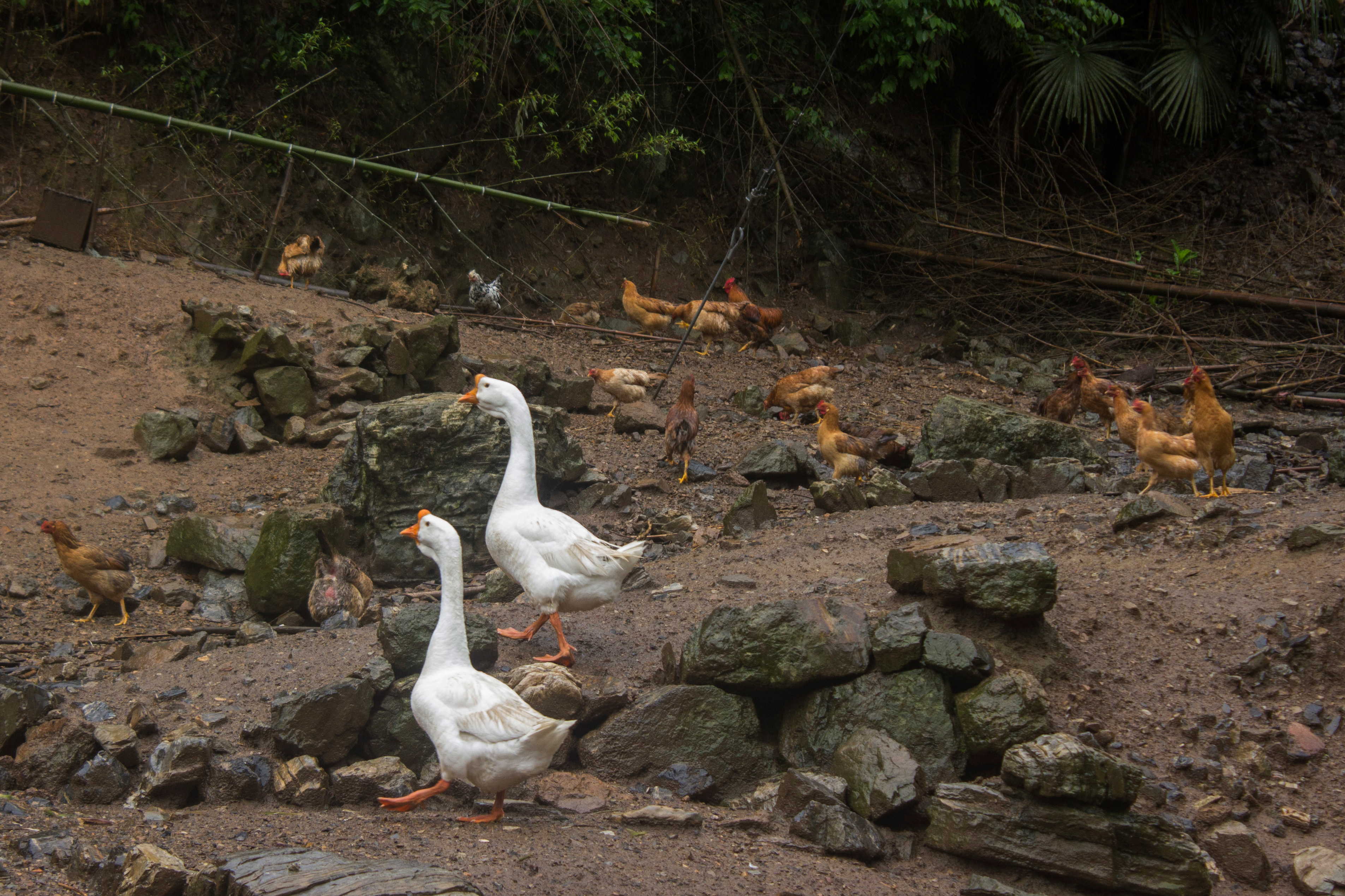 土鸡养殖技术一年挣多少钱,散养土鸡致富方法