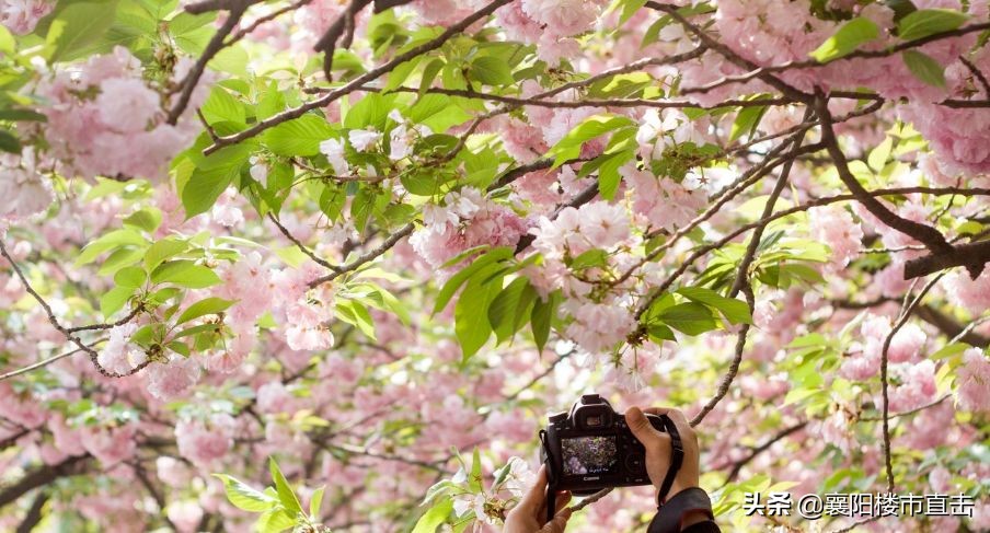 盘点襄阳排名前十的学校,襄阳好的学校推荐