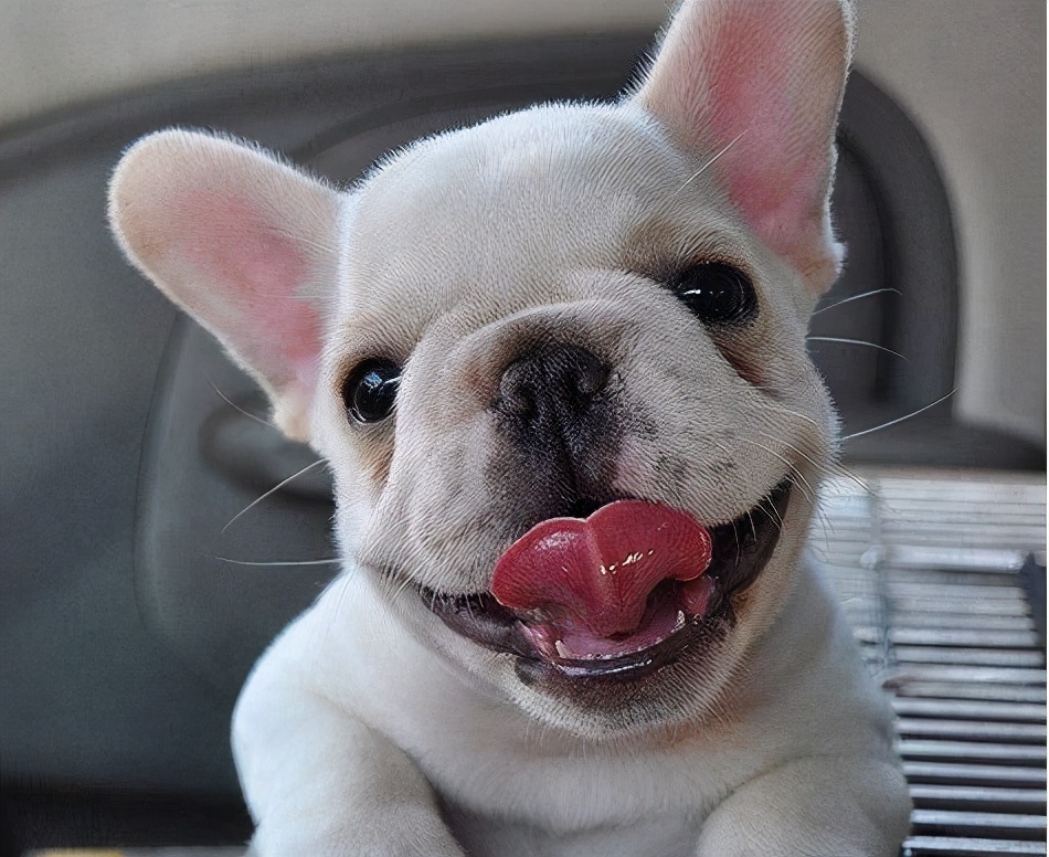 这6种狗超难养养好一半就是大神,最难养的5种狗没想到第一名是它