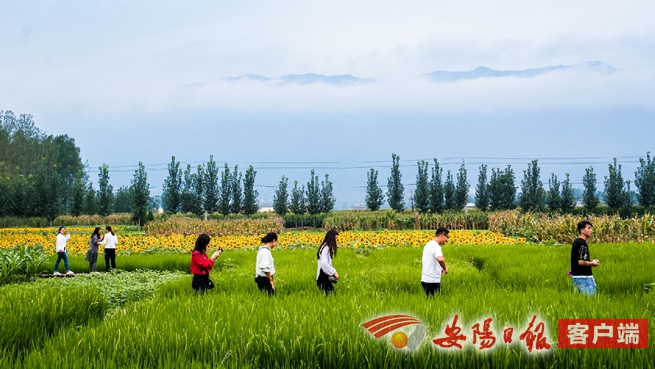 林州处处都是风景,林州市区美景