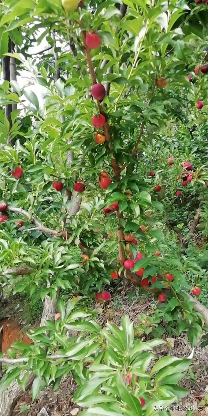 冬季蓟县梨木台农家院,天津蓟县梨木台农家院推荐