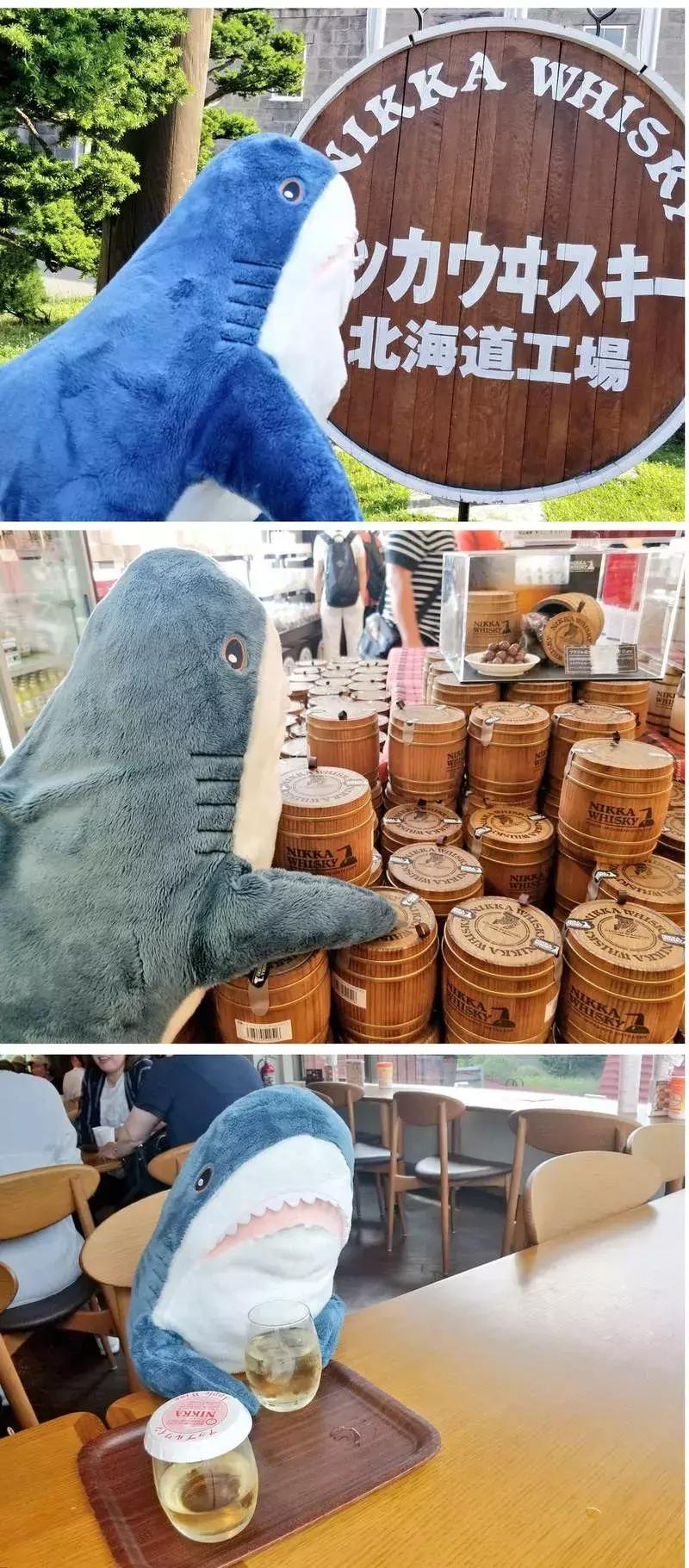 日推网友分享：被幸福饲养的鲨鱼宝宝，每一张都戳中萌点