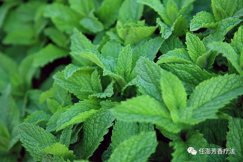 欧薄荷，开阔思绪，化解无名情绪