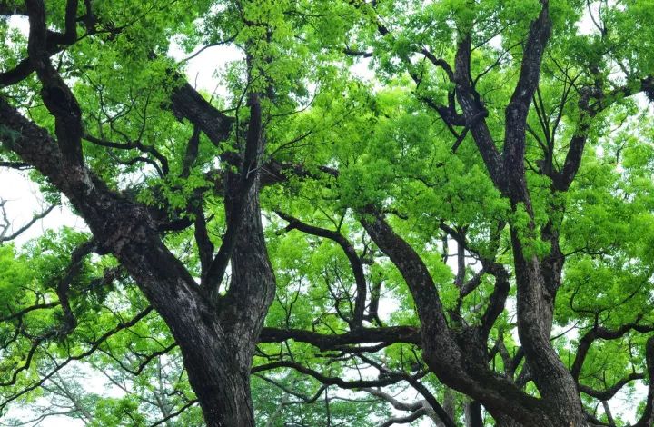 一晚80000，历时10年，耗资33亿的上海安缦，...