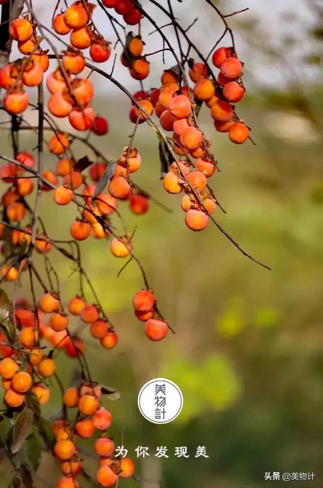 柿子红了人像摄影,柿子红了