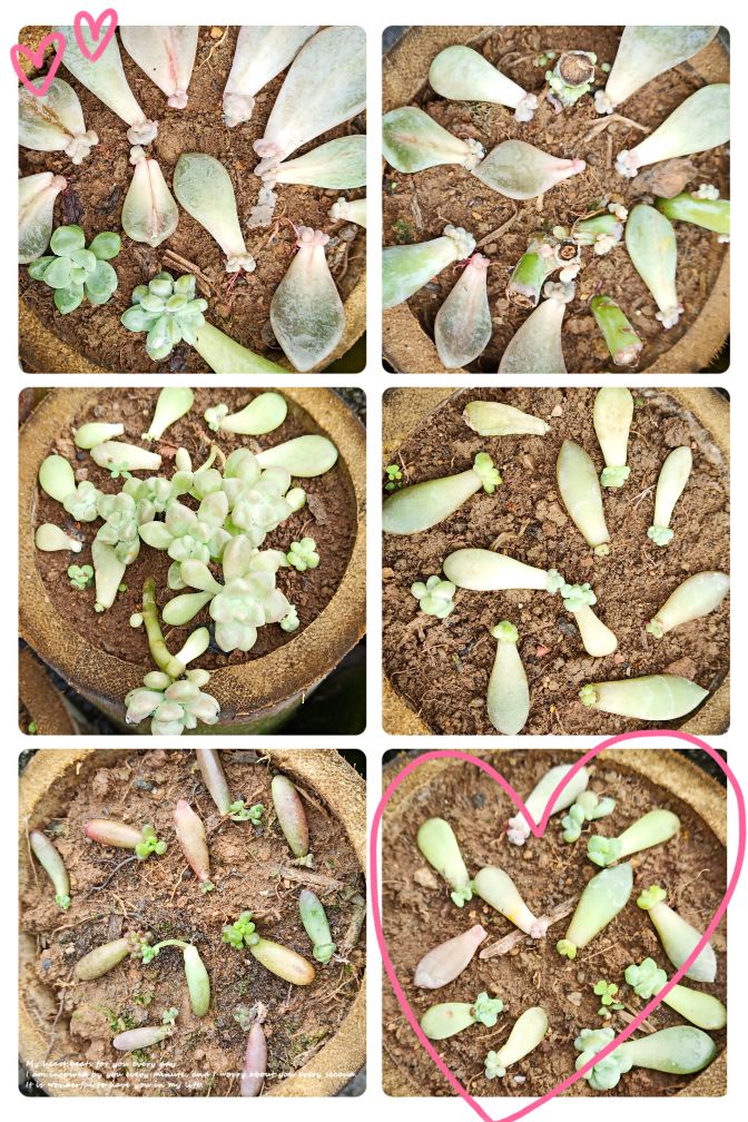 自制花盆营养水的方法,自制露台花盆土配方大全