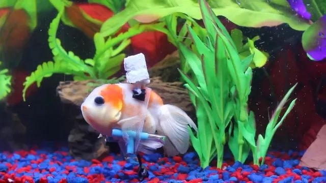 金鱼患上鱼鳔失调症，没有办法正常游，主人为其特制“水下轮椅”