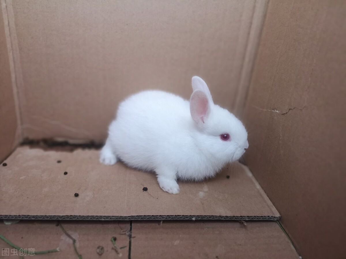 兔子脚底受伤了怎么办,兔子脚受伤是什么原因