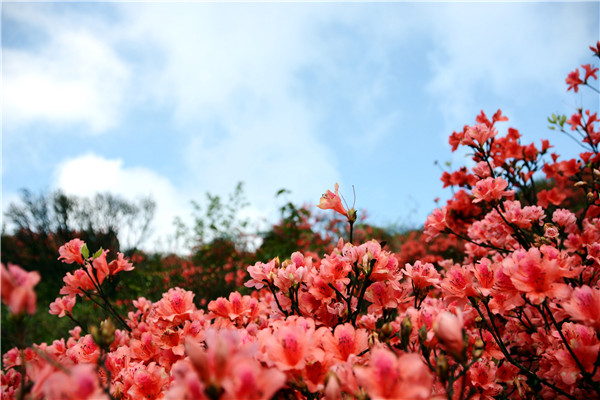 广东杜鹃花风景区最佳观赏期,清远金子山杜鹃几月份开