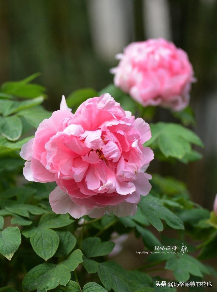 历史悠久的十大名花（海量美图），你选哪个做国花？