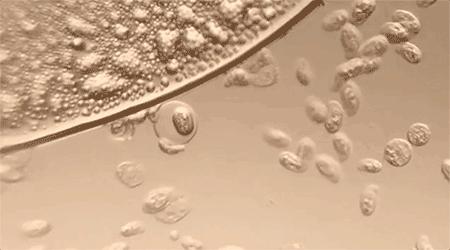 德国科学家证实五维空间,德国数学家证明4维空间