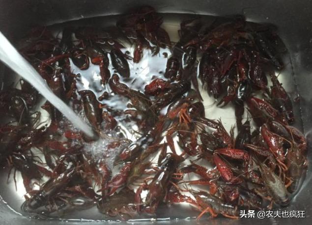 小龙虾怎么清洗最简单的方法,清洗小龙虾的简单正确方法