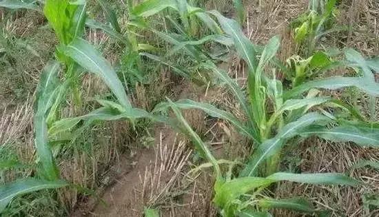 玉米苗期虫害用什么药有效,玉米苗期都有哪些常见虫害图片