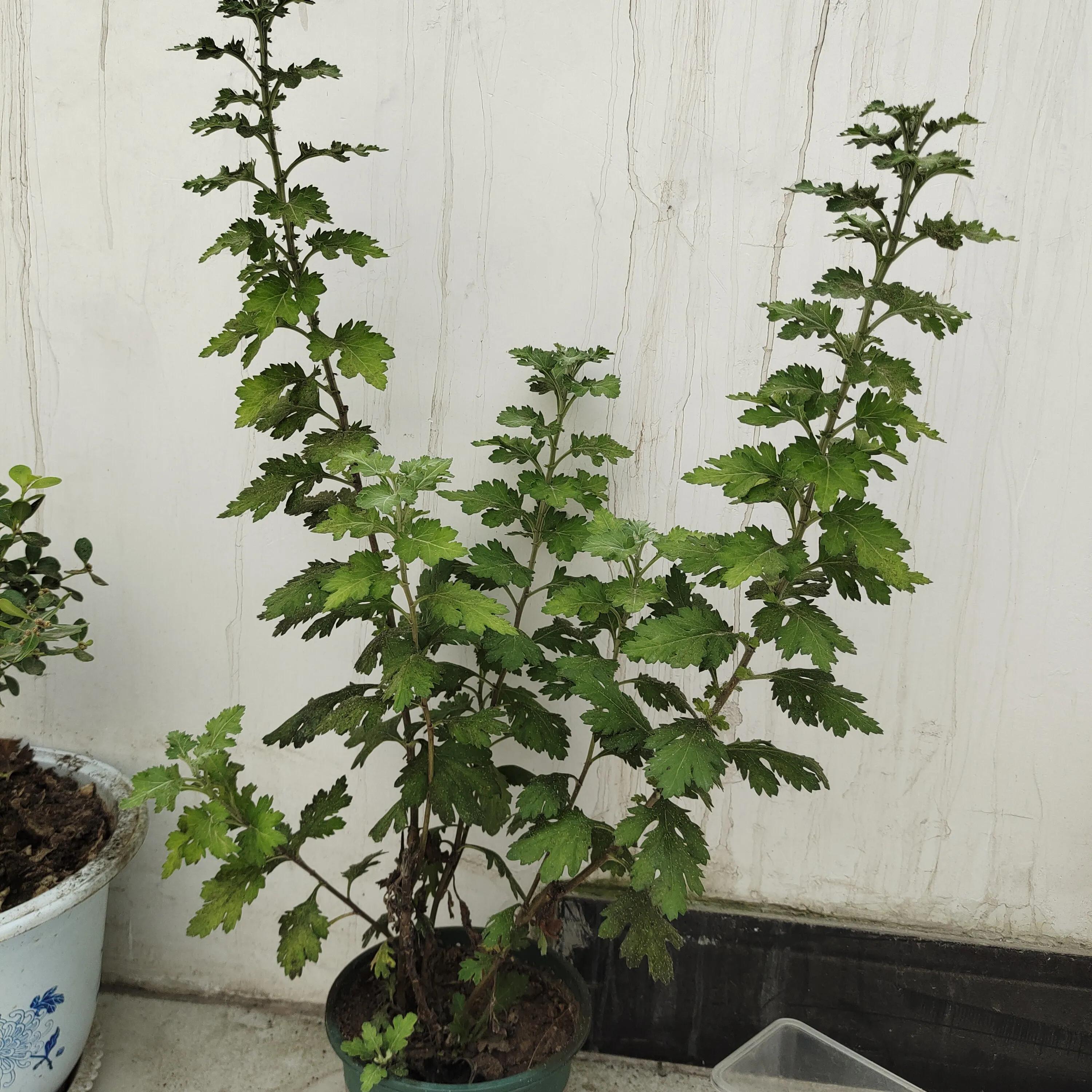 菊花苗怎样种植成活率高,拼多多上买的菊花种子是真的