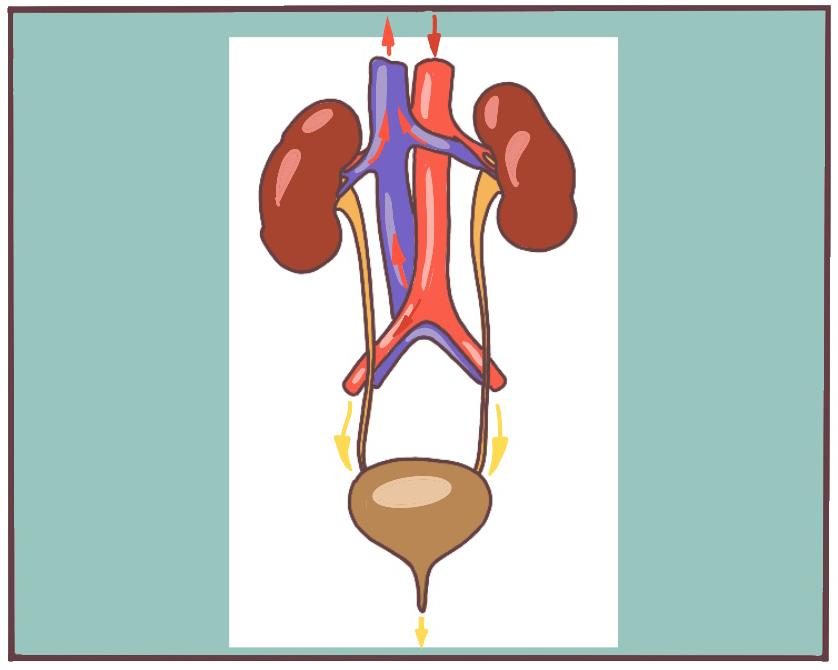 老是憋尿会引发什么,经常憋尿会怎样