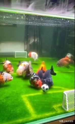 网友将鱼缸改造成“足球场”，金鱼在里面玩起了足球，太有创意了