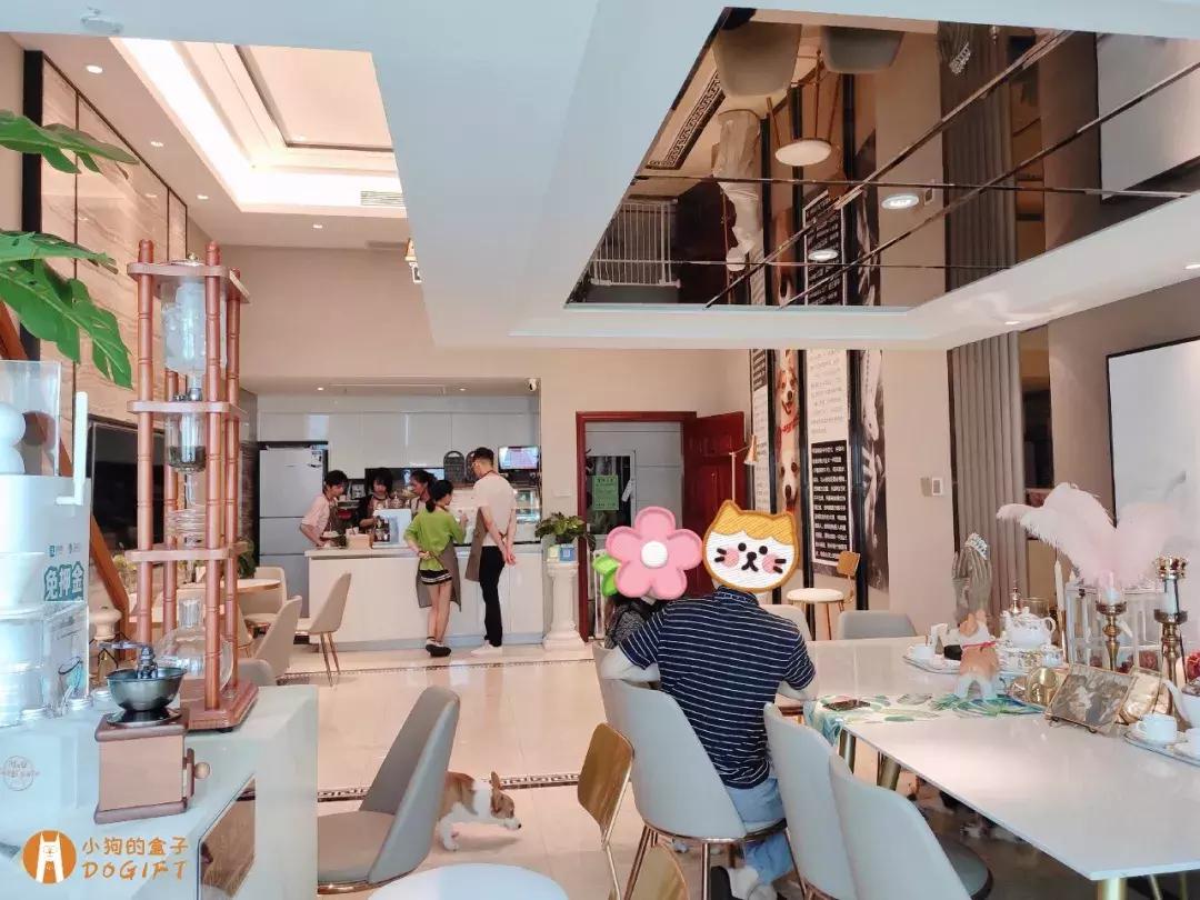 马克深圳最秀狗咖