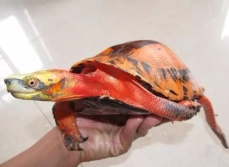 家养乌龟怎么过冬,家养小乌龟过冬的沙子要加水吗