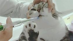 喂药时怎么让猫咪不乱动,喂药给猫方法