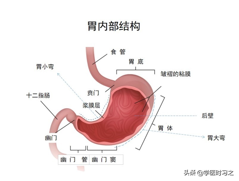 食物变成便便的过程是什么过程,食物变成大便的全过程