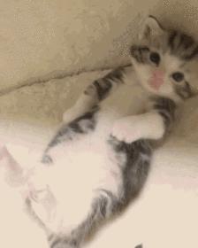 猫咪怀孕的营养品,猫咪怀孕要做哪些准备