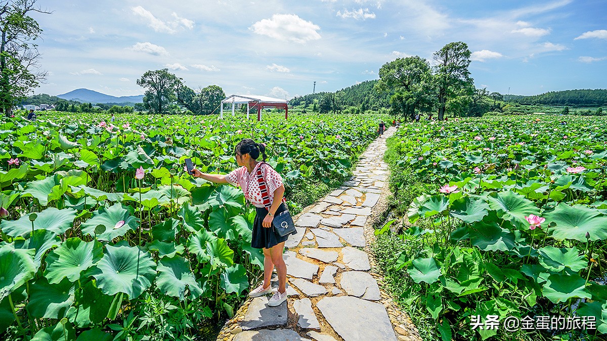全国最大的荷花养殖基地,中国最大荷花园